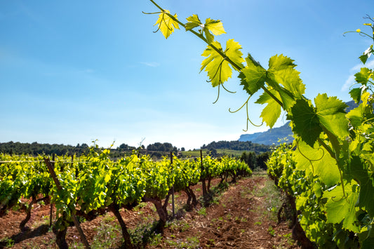 Sustainable Sipping: How the Wine Industry is Going Green